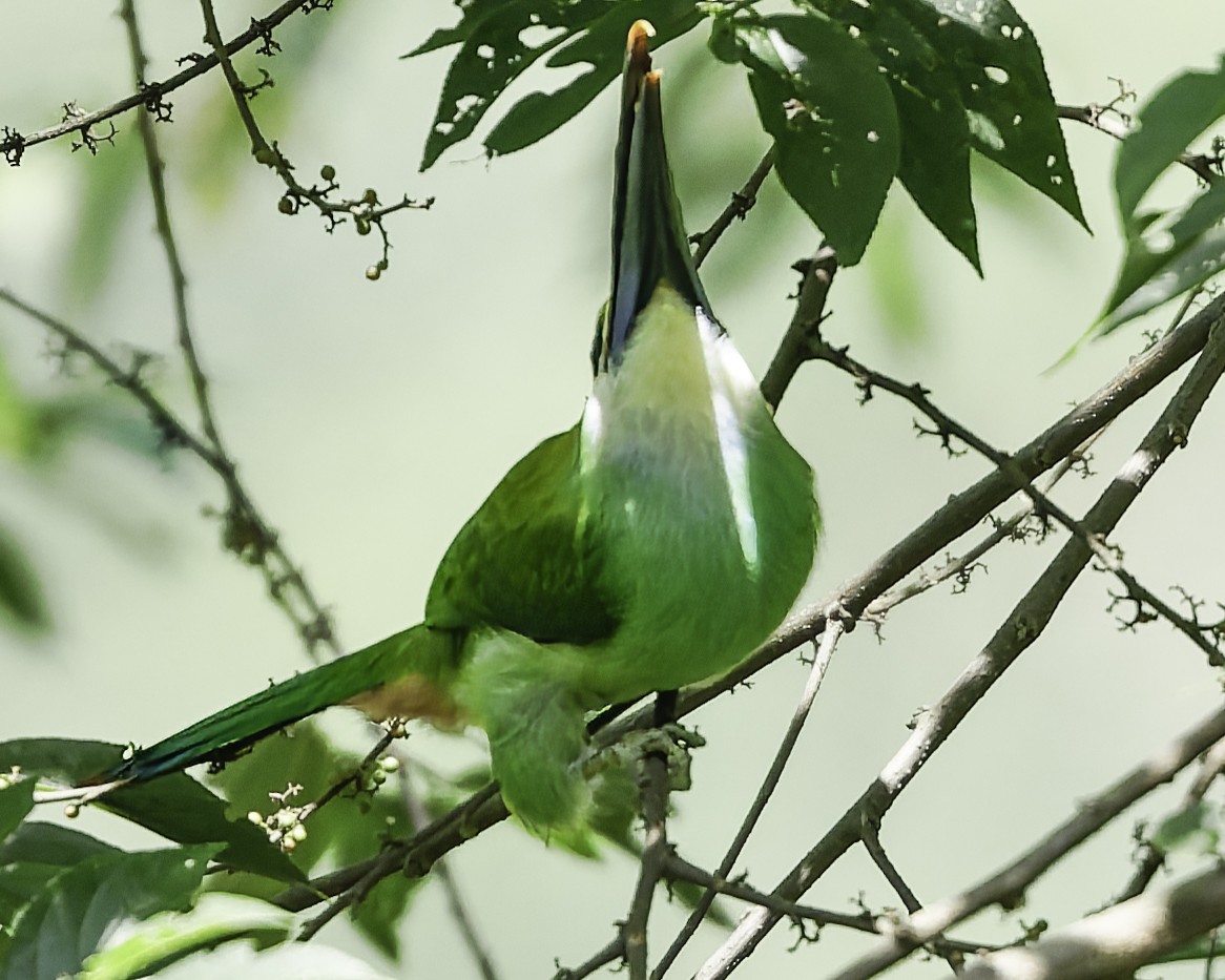 Northern Emerald-Toucanet (Wagler's) - ML644775137