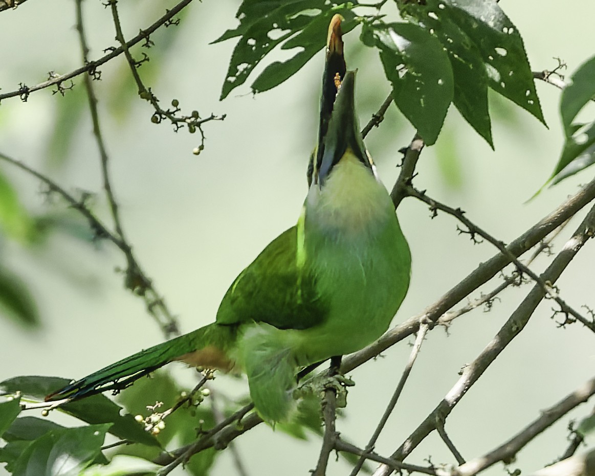 Northern Emerald-Toucanet (Wagler's) - ML644775138