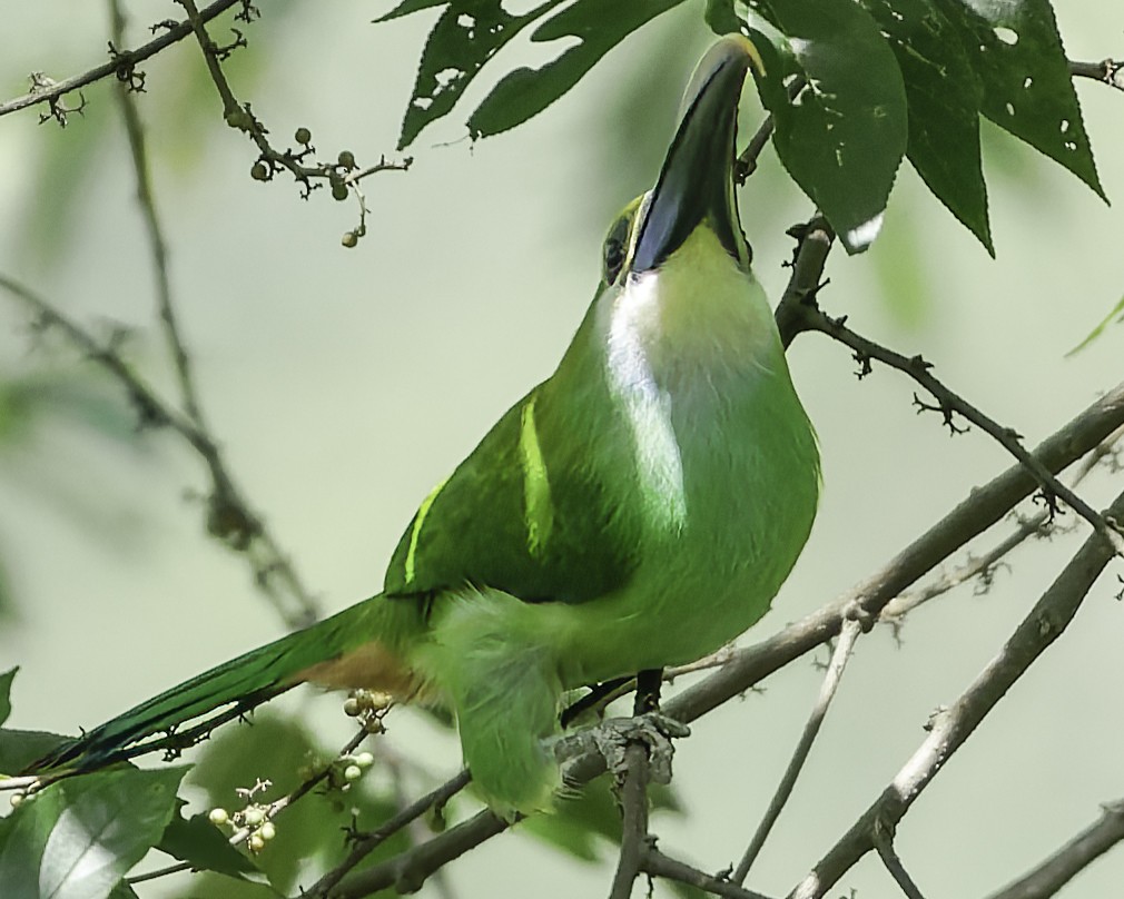 Northern Emerald-Toucanet (Wagler's) - ML644775139