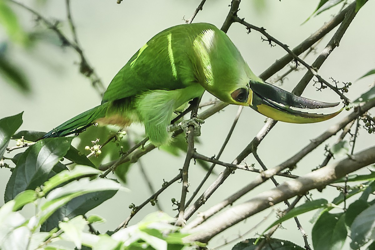 Northern Emerald-Toucanet (Wagler's) - ML644775140