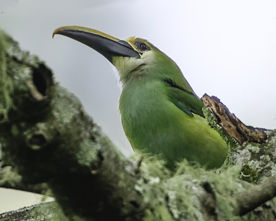 Northern Emerald-Toucanet (Wagler's) - ML644775141