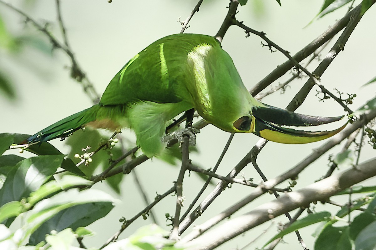 Northern Emerald-Toucanet (Wagler's) - ML644775142