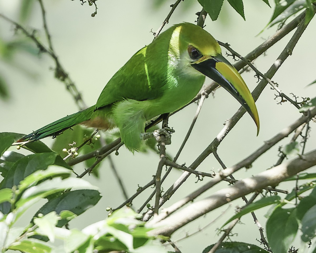 Northern Emerald-Toucanet (Wagler's) - ML644775143