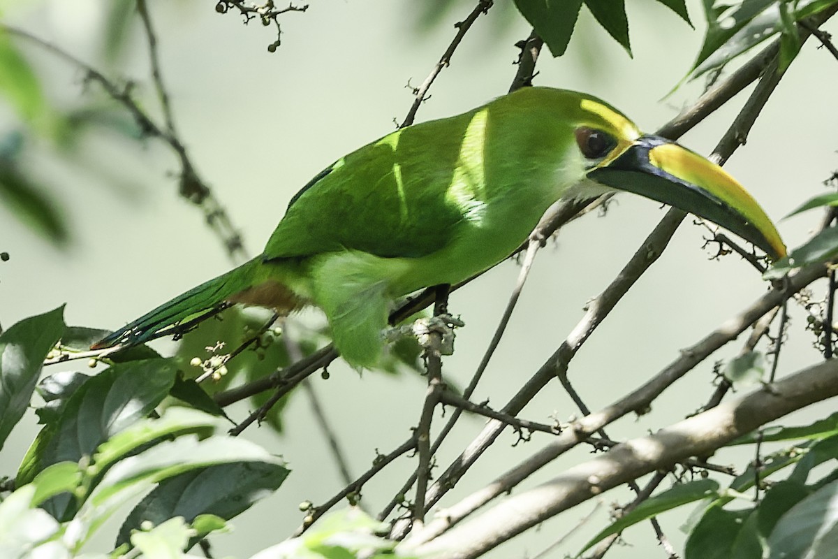 Northern Emerald-Toucanet (Wagler's) - ML644775144