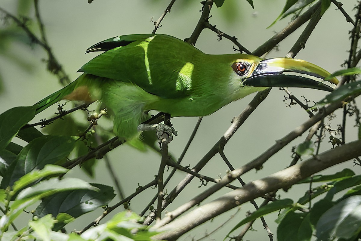 Northern Emerald-Toucanet (Wagler's) - ML644775145