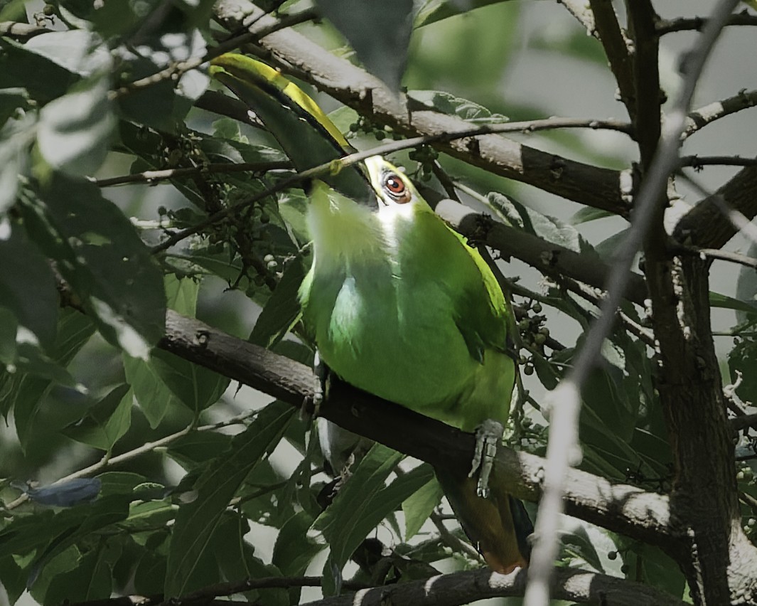 Northern Emerald-Toucanet (Wagler's) - ML644775146