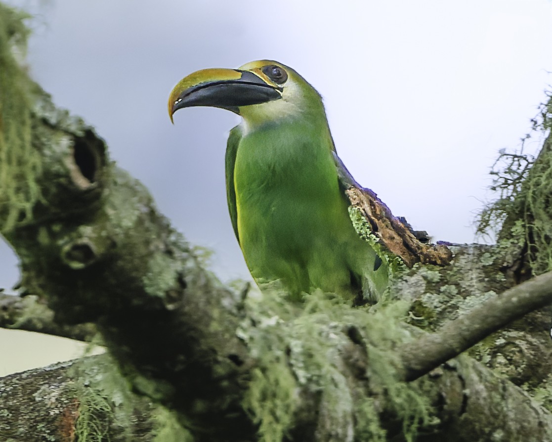 Northern Emerald-Toucanet (Wagler's) - ML644775147
