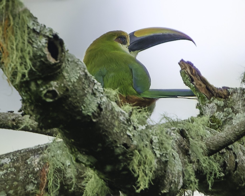 Northern Emerald-Toucanet (Wagler's) - ML644775148