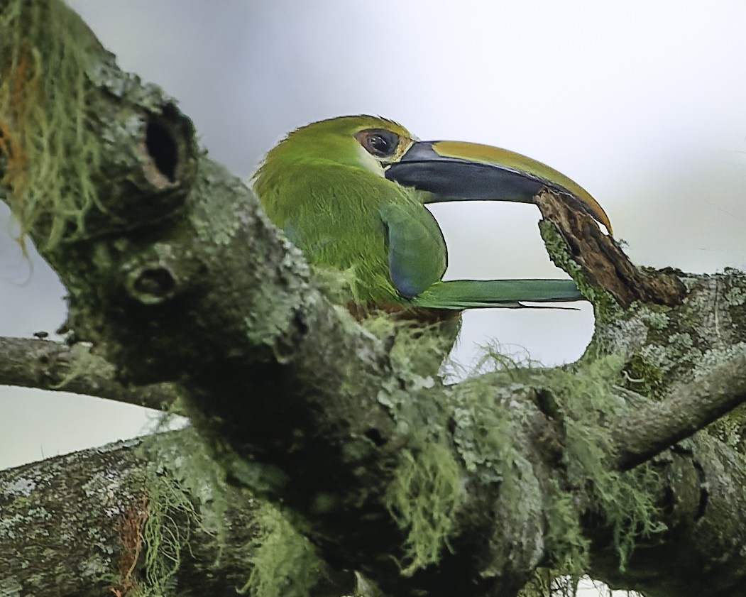 Northern Emerald-Toucanet (Wagler's) - ML644775149
