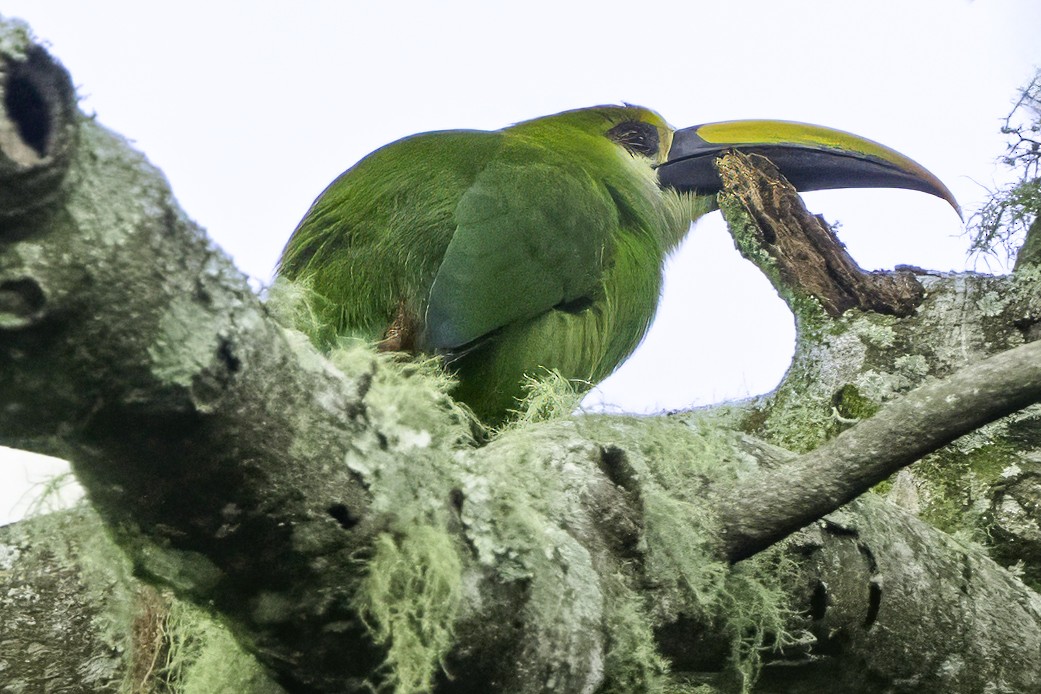Northern Emerald-Toucanet (Wagler's) - ML644775150