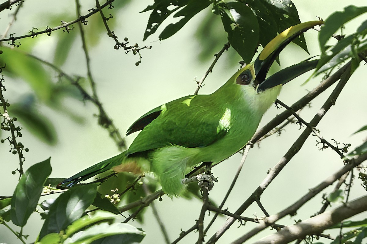 Northern Emerald-Toucanet (Wagler's) - ML644775151