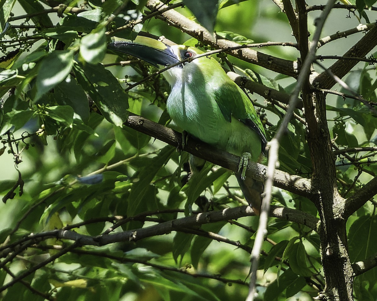 Northern Emerald-Toucanet (Wagler's) - ML644775152