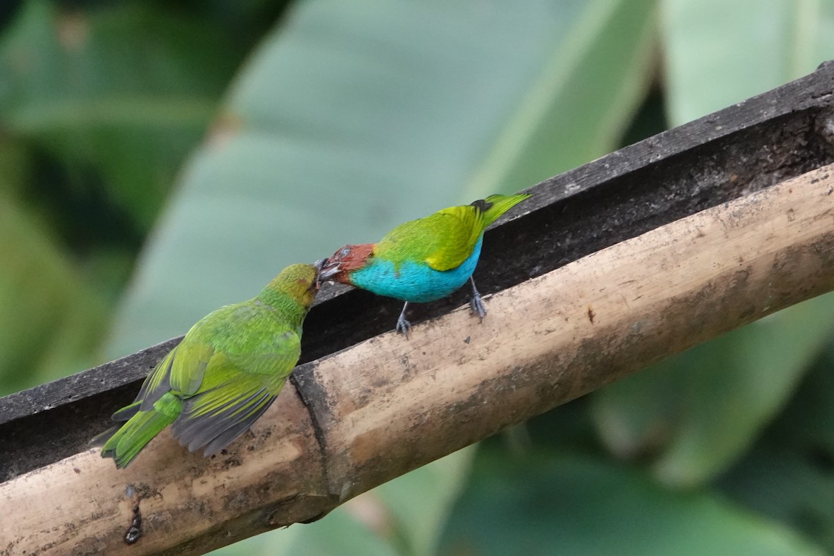 Calliste rouverdin - ML644775166