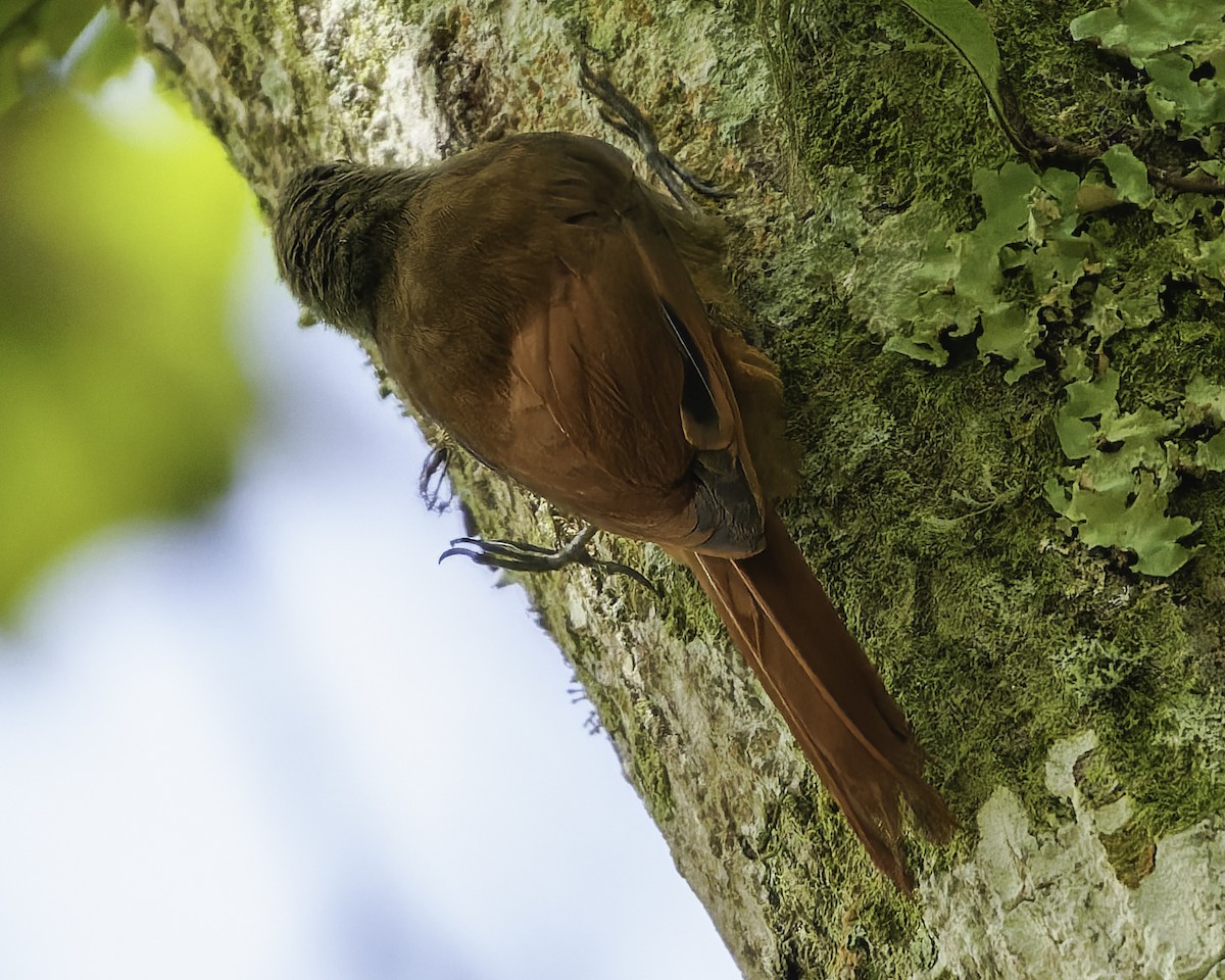 gråhodetreløper (griseus gr.) - ML644775177