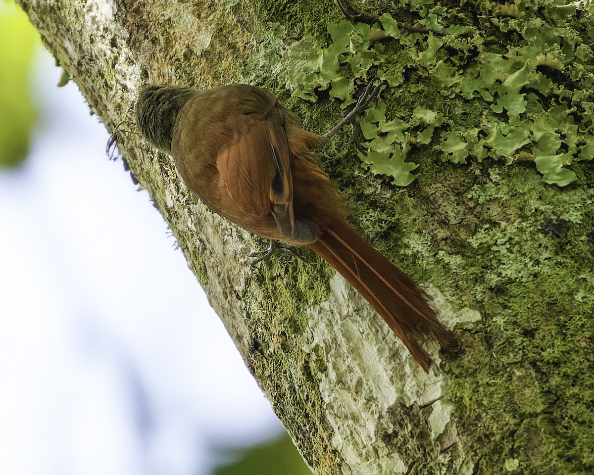 gråhodetreløper (griseus gr.) - ML644775178