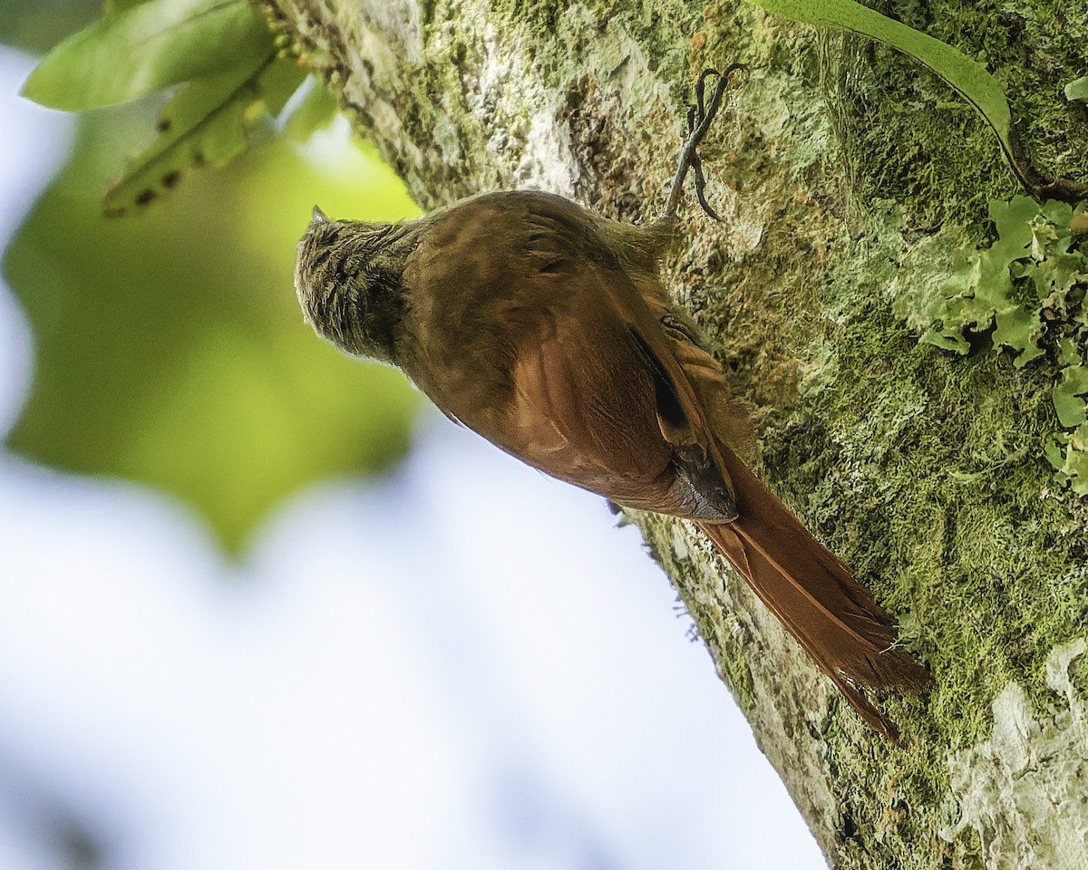 gråhodetreløper (griseus gr.) - ML644775179