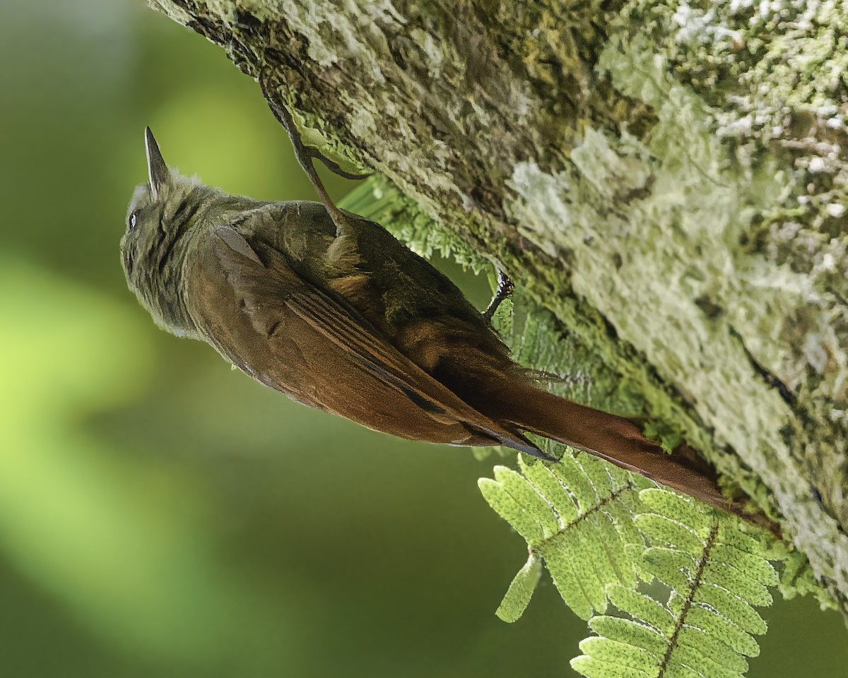 gråhodetreløper (griseus gr.) - ML644775180