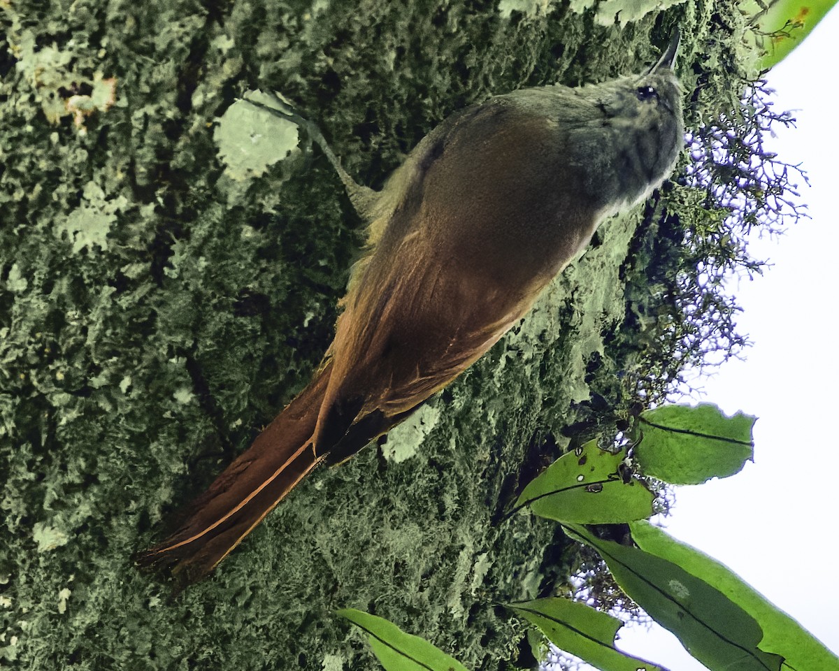 gråhodetreløper (griseus gr.) - ML644775181