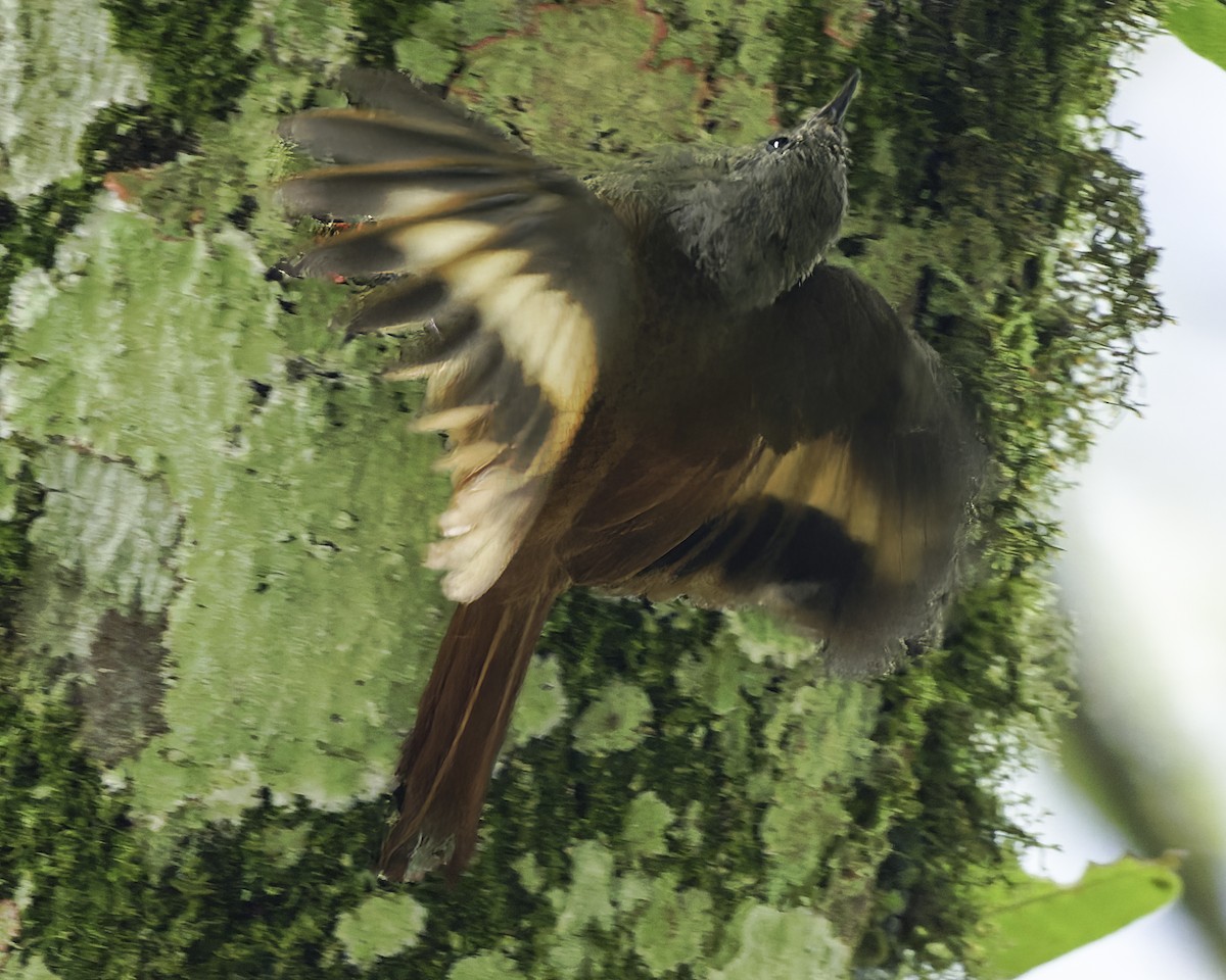 gråhodetreløper (griseus gr.) - ML644775182