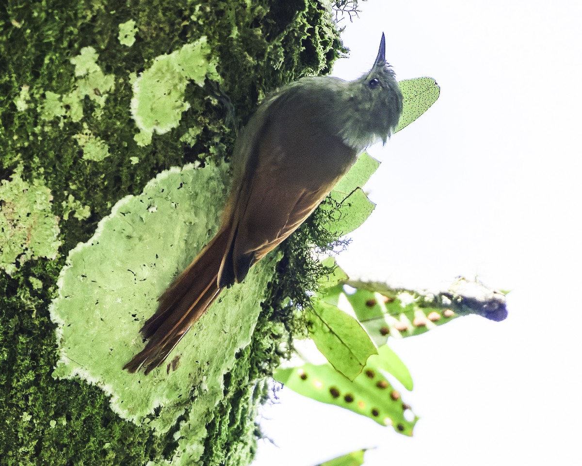 gråhodetreløper (griseus gr.) - ML644775183