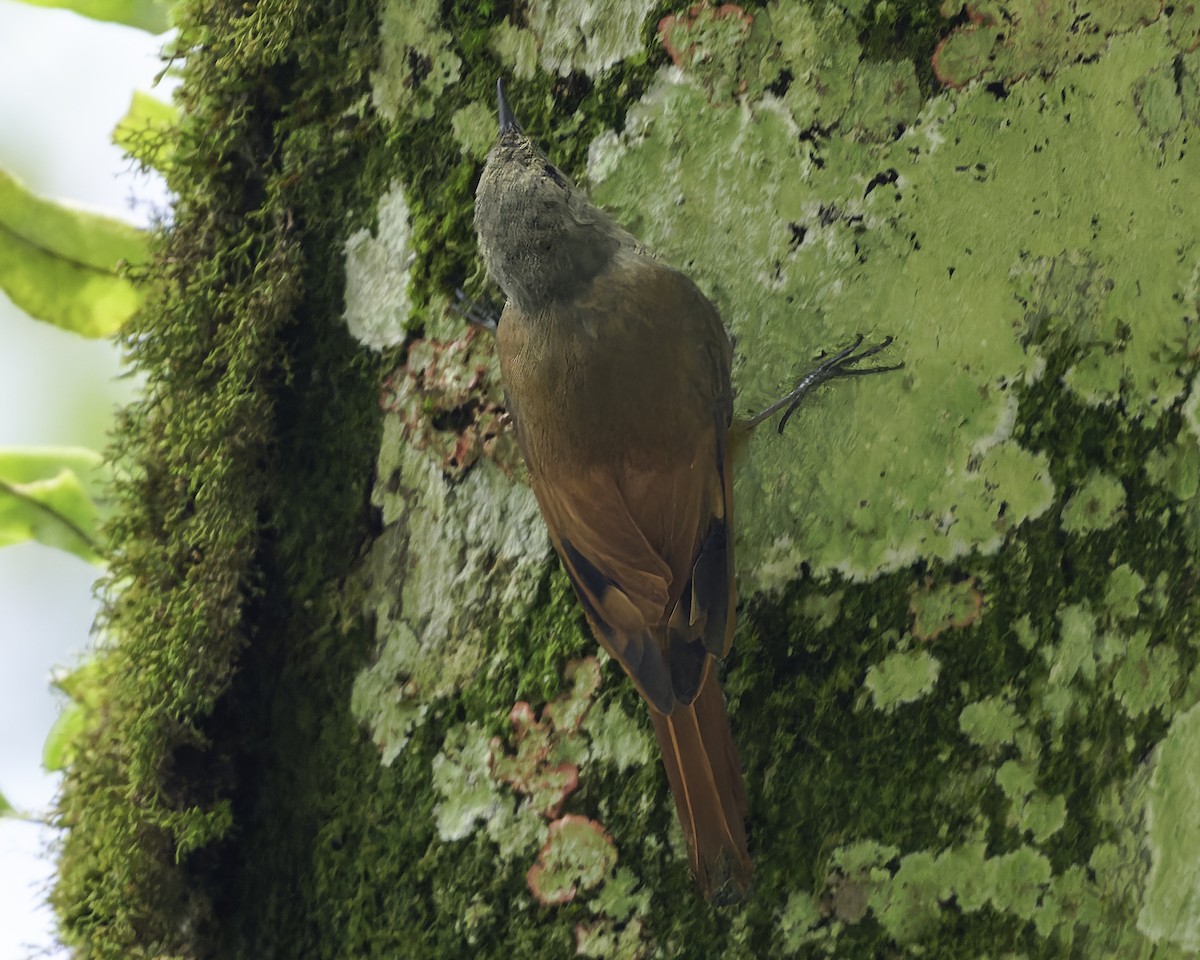 gråhodetreløper (griseus gr.) - ML644775184
