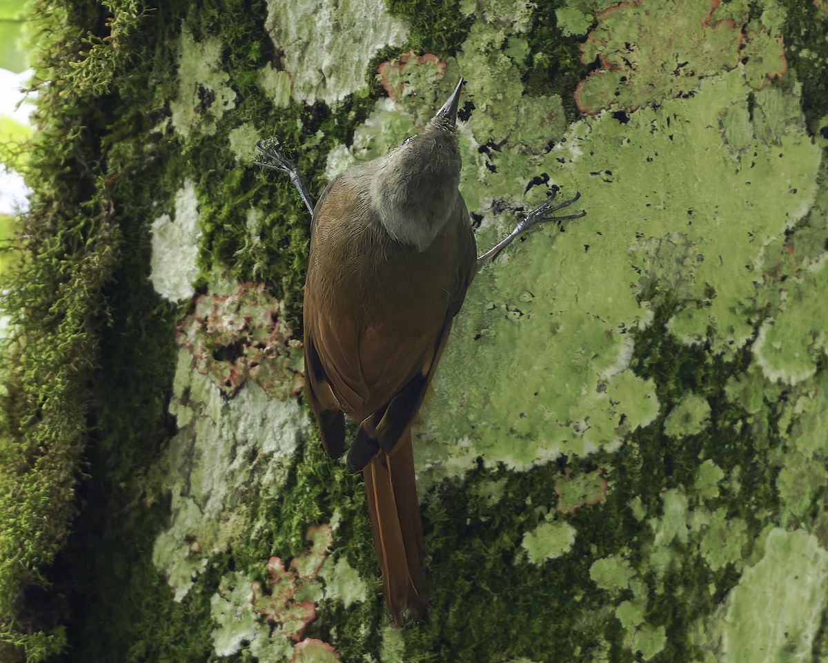 gråhodetreløper (griseus gr.) - ML644775185