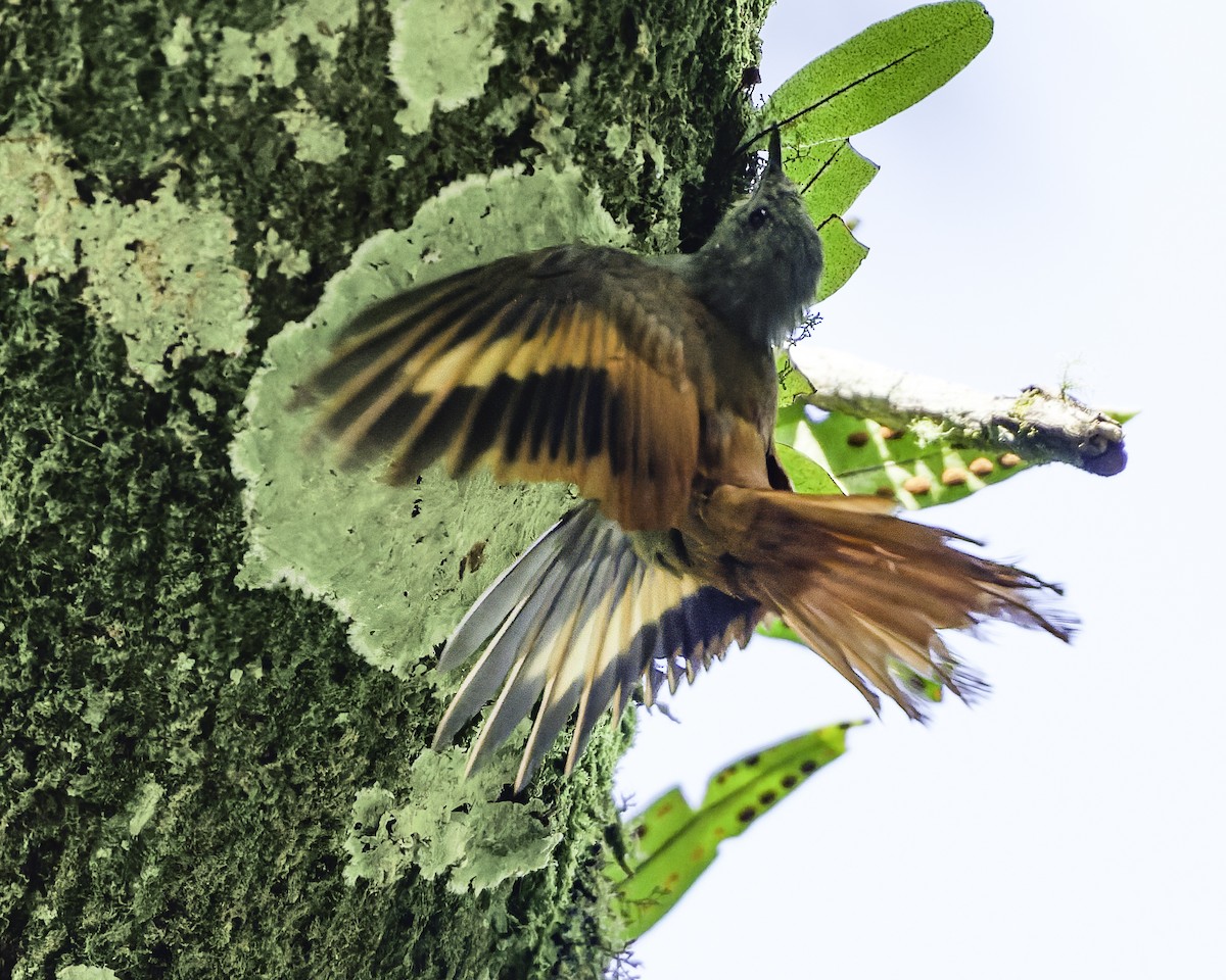 gråhodetreløper (griseus gr.) - ML644775186