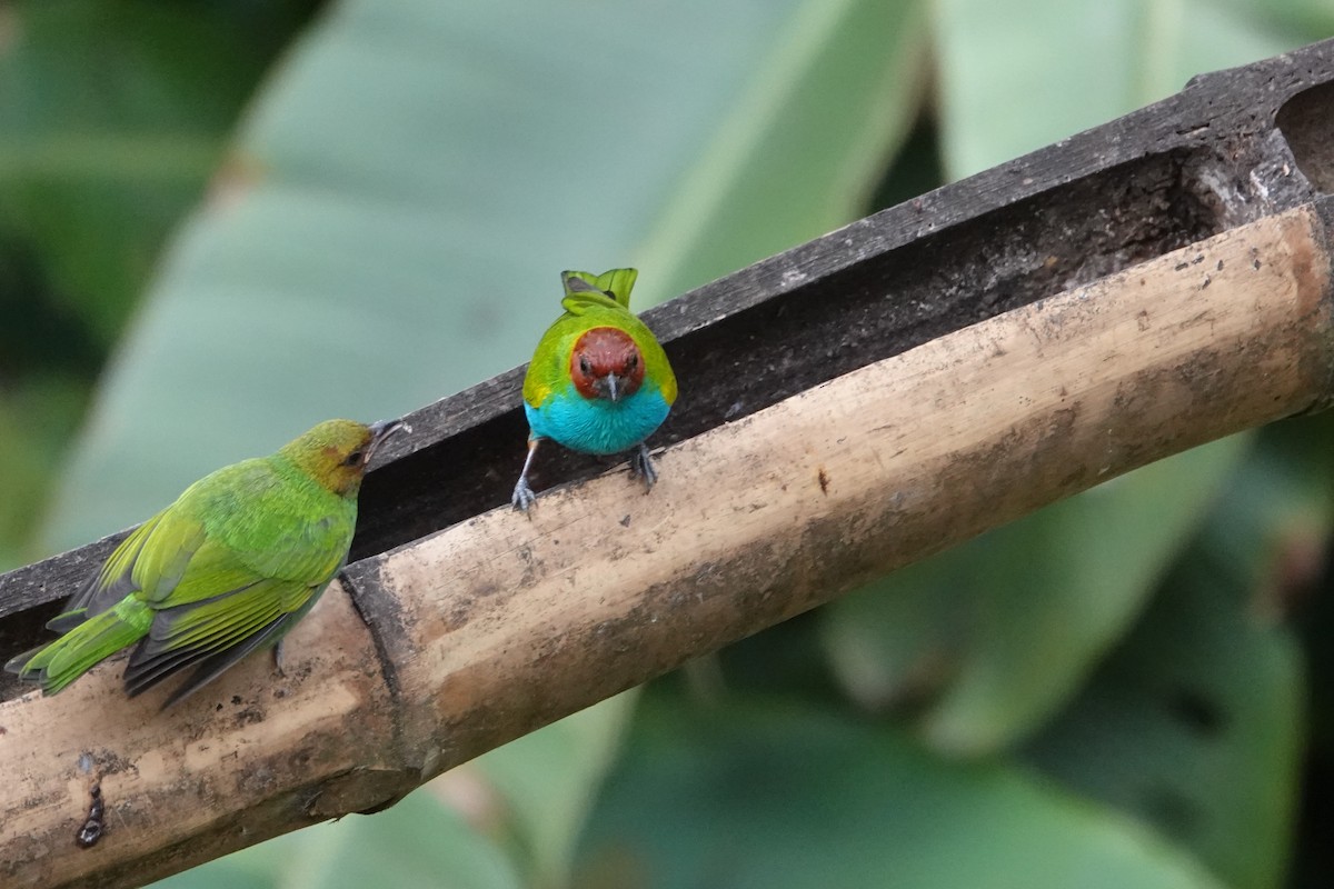 Calliste rouverdin - ML644775198