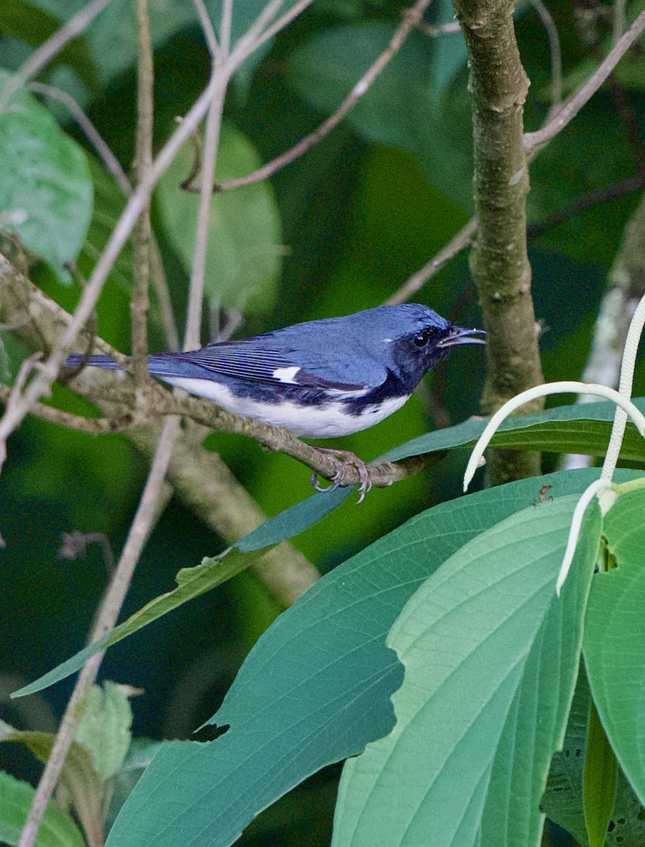 Black-throated Blue Warbler - ML644775207
