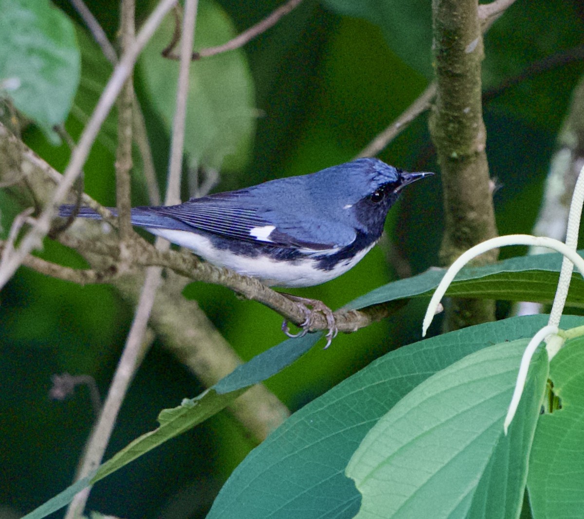 Black-throated Blue Warbler - ML644775208
