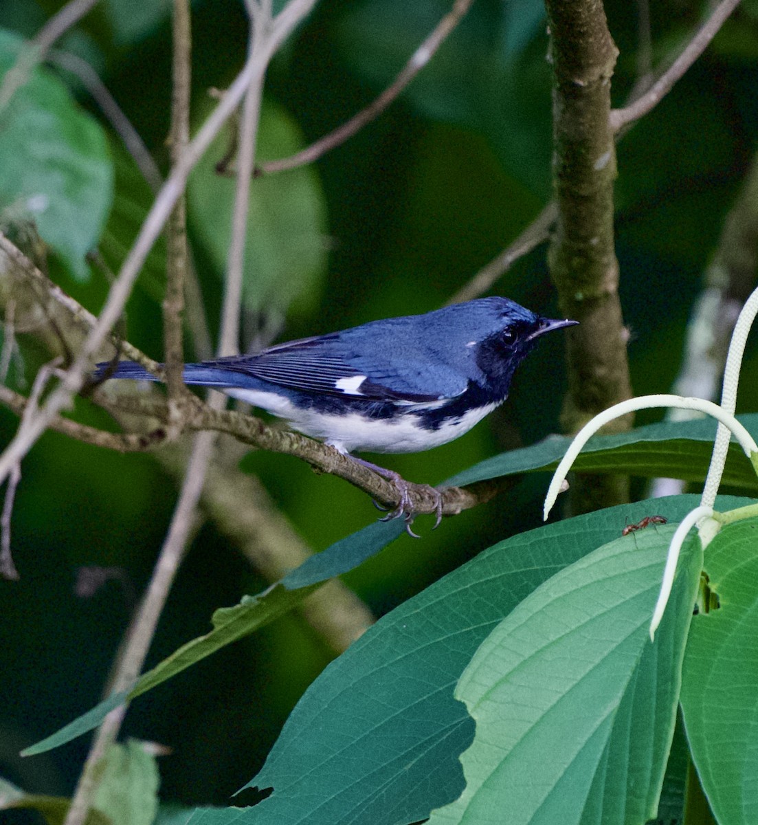 Black-throated Blue Warbler - ML644775209