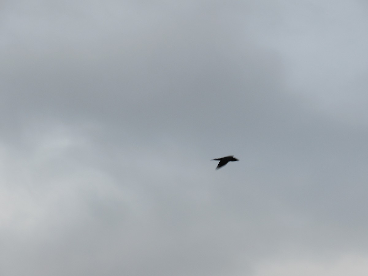 עורב שחור - ML644775238