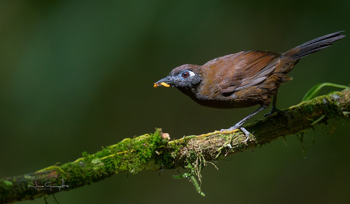 Blue-lored Antbird - ML644775252