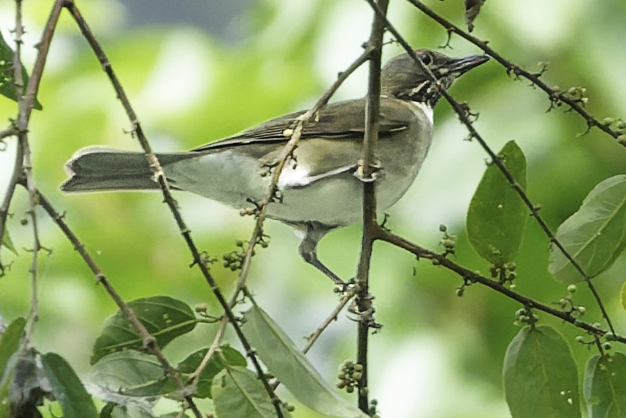 White-throated Thrush - ML644775266
