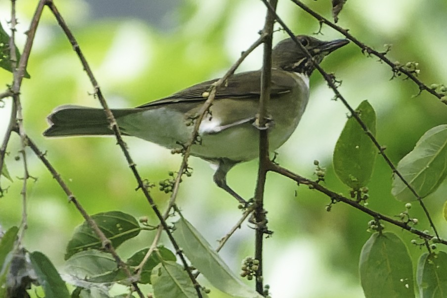 White-throated Thrush - ML644775267
