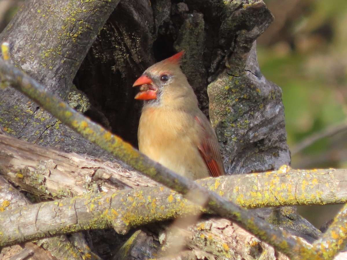 Kırmızı Kardinal - ML644775279