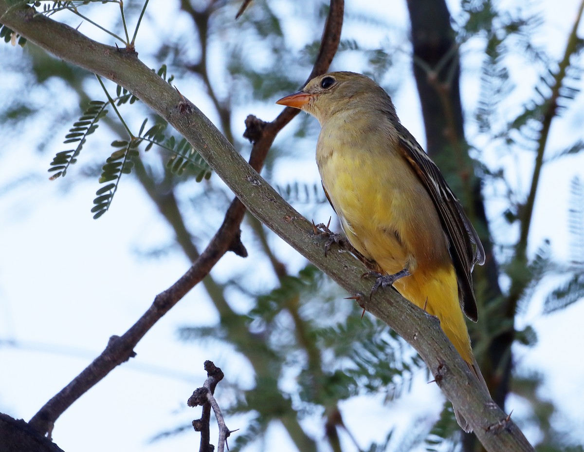 Western Tanager - ML644775280