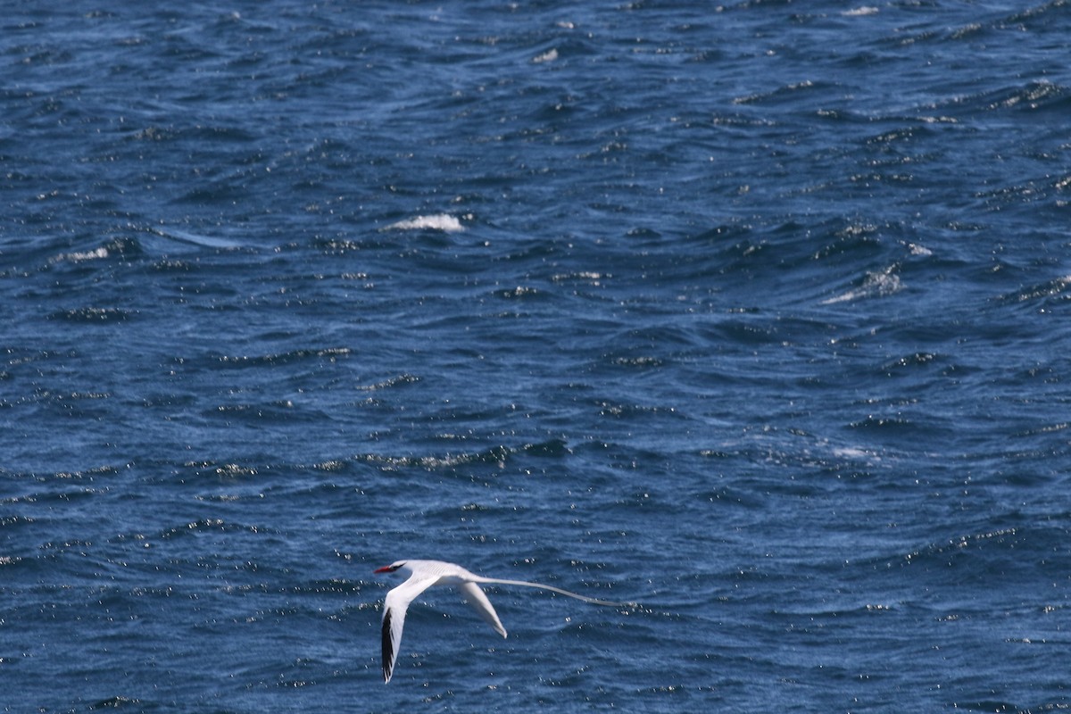 Фаетон червонодзьобий - ML644775281