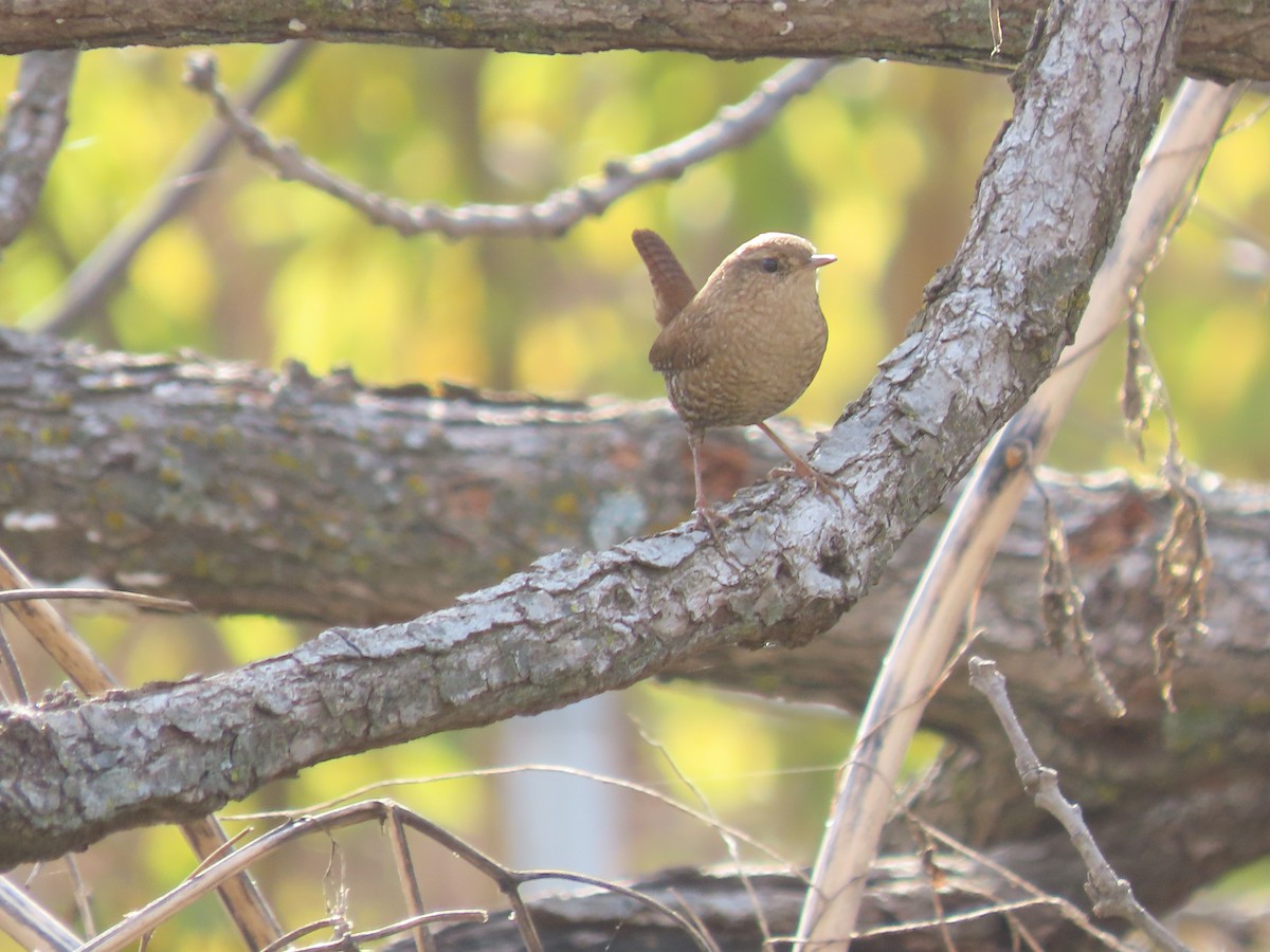 Winter Wren - ML644775309