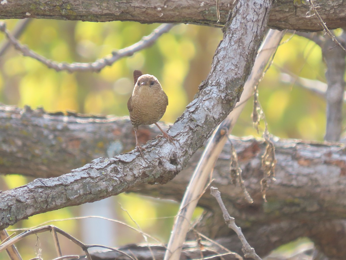 Winter Wren - ML644775312