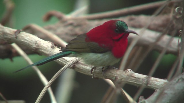 Crimson Sunbird - ML644775325