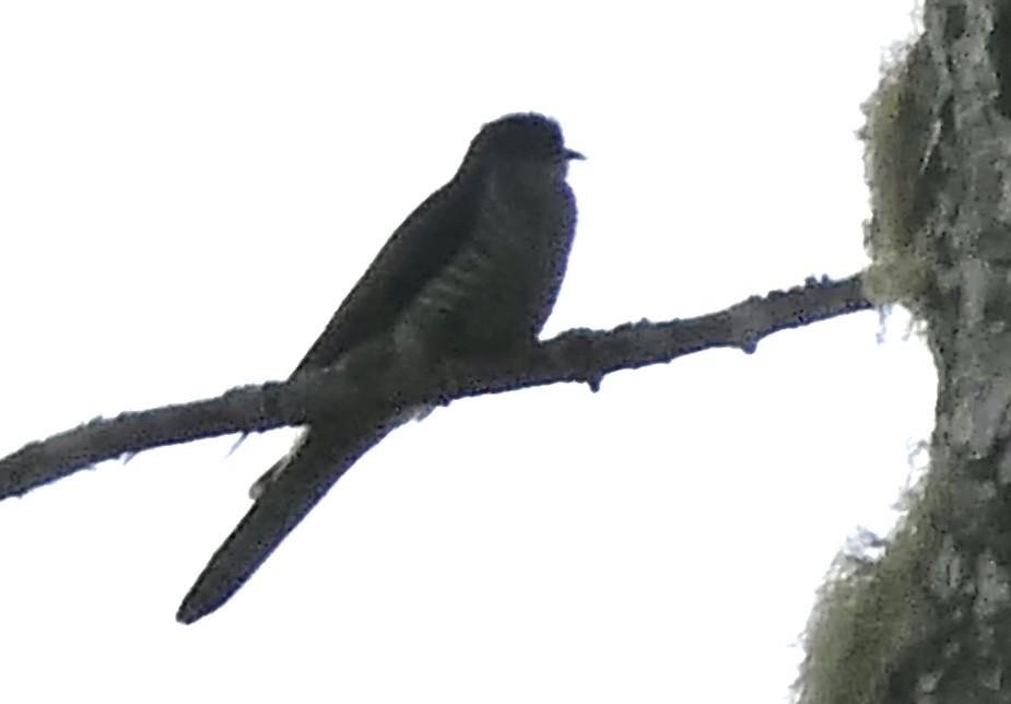 Madagascar Cuckoo - ML644775328