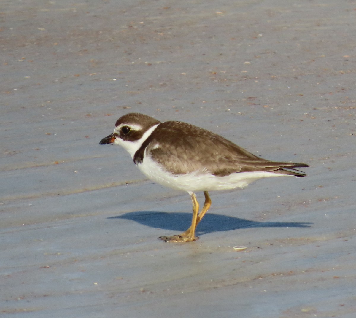 Semipalmated Plover - ML644775329