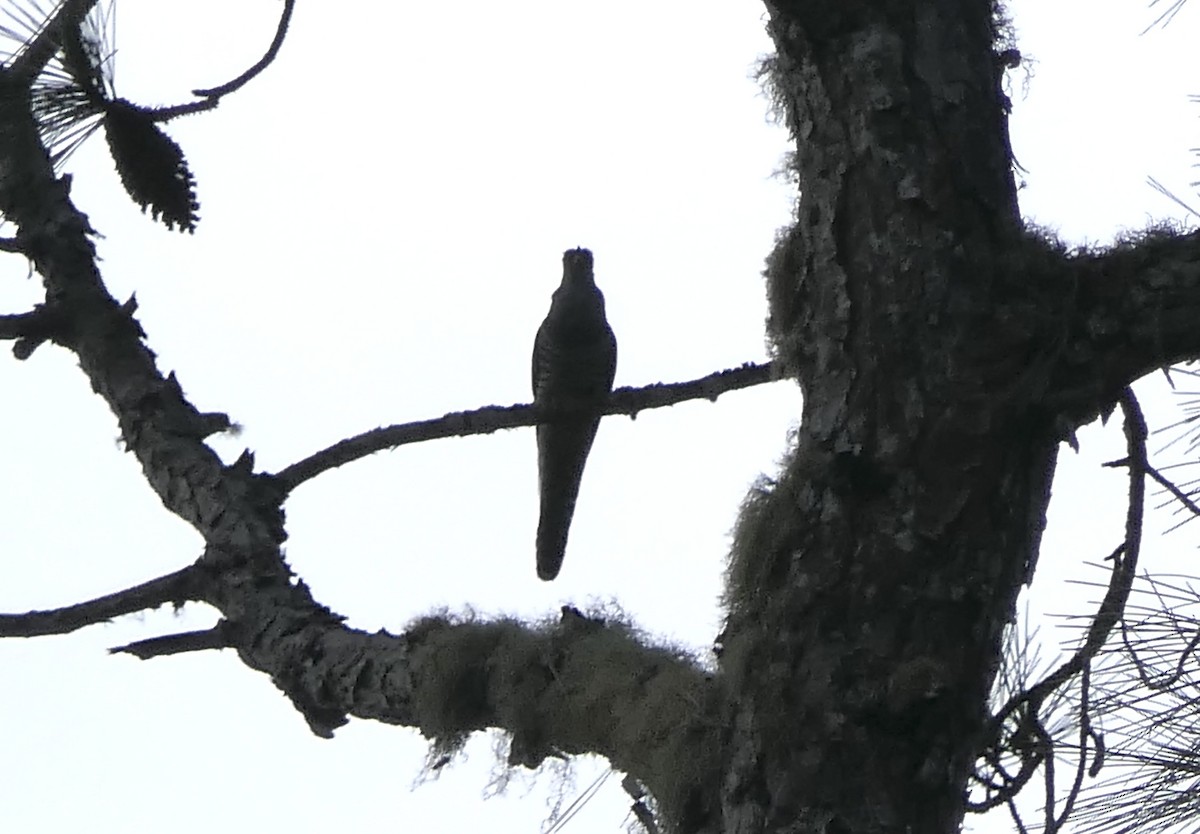 Madagascar Cuckoo - ML644775332