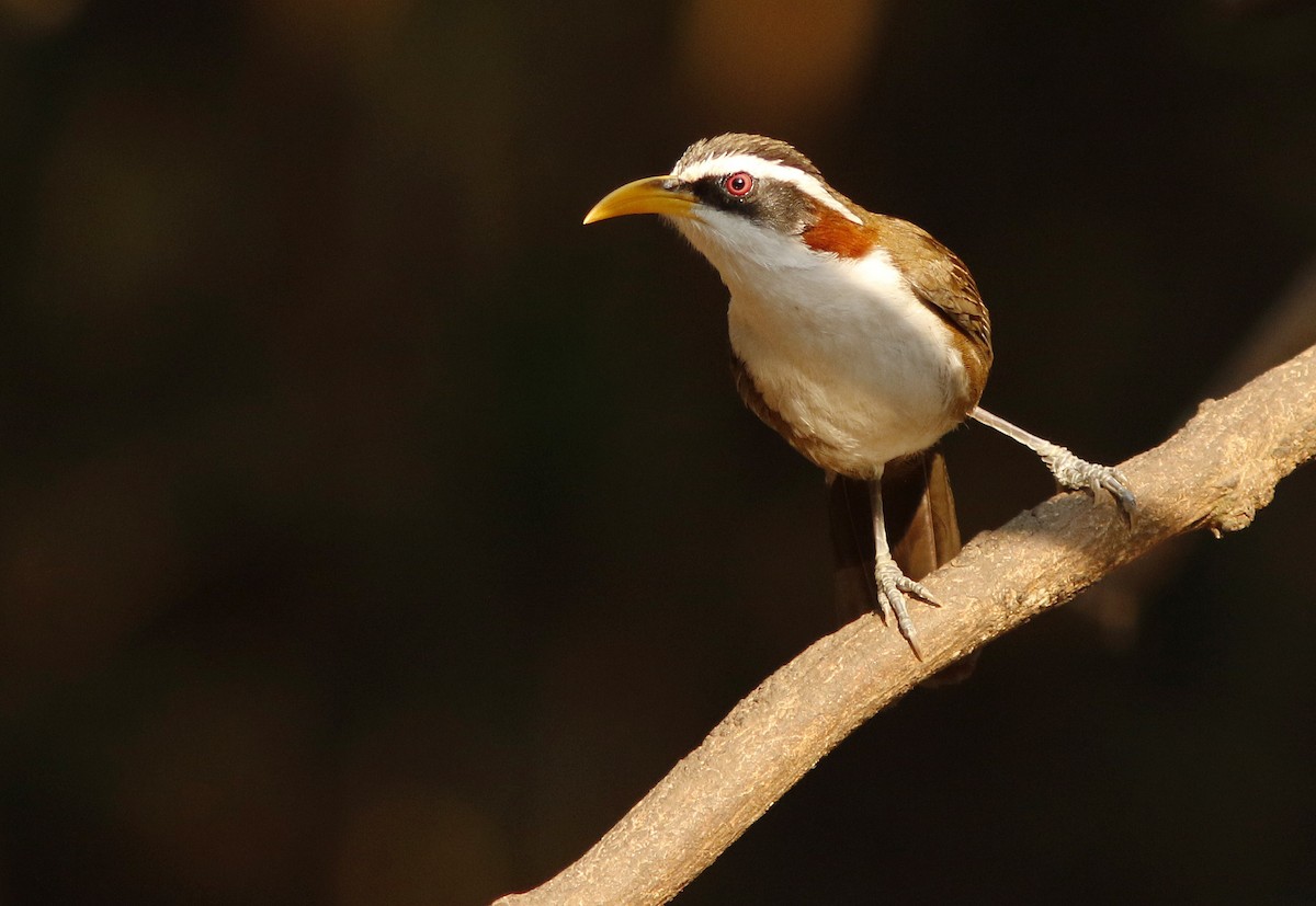 White-browed Scimitar-Babbler - ML644775333