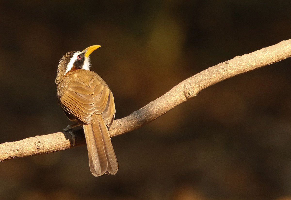 White-browed Scimitar-Babbler - ML644775334