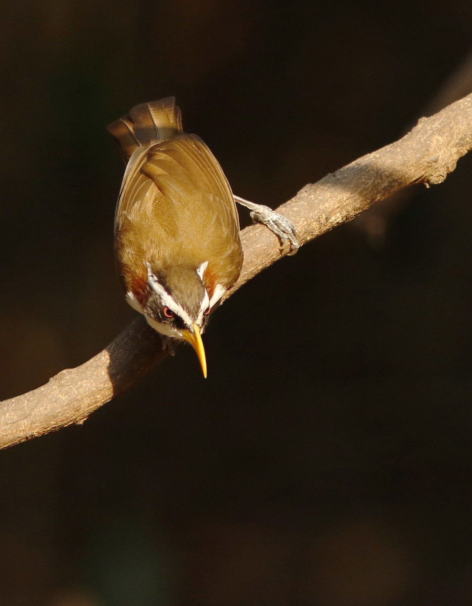 White-browed Scimitar-Babbler - ML644775335