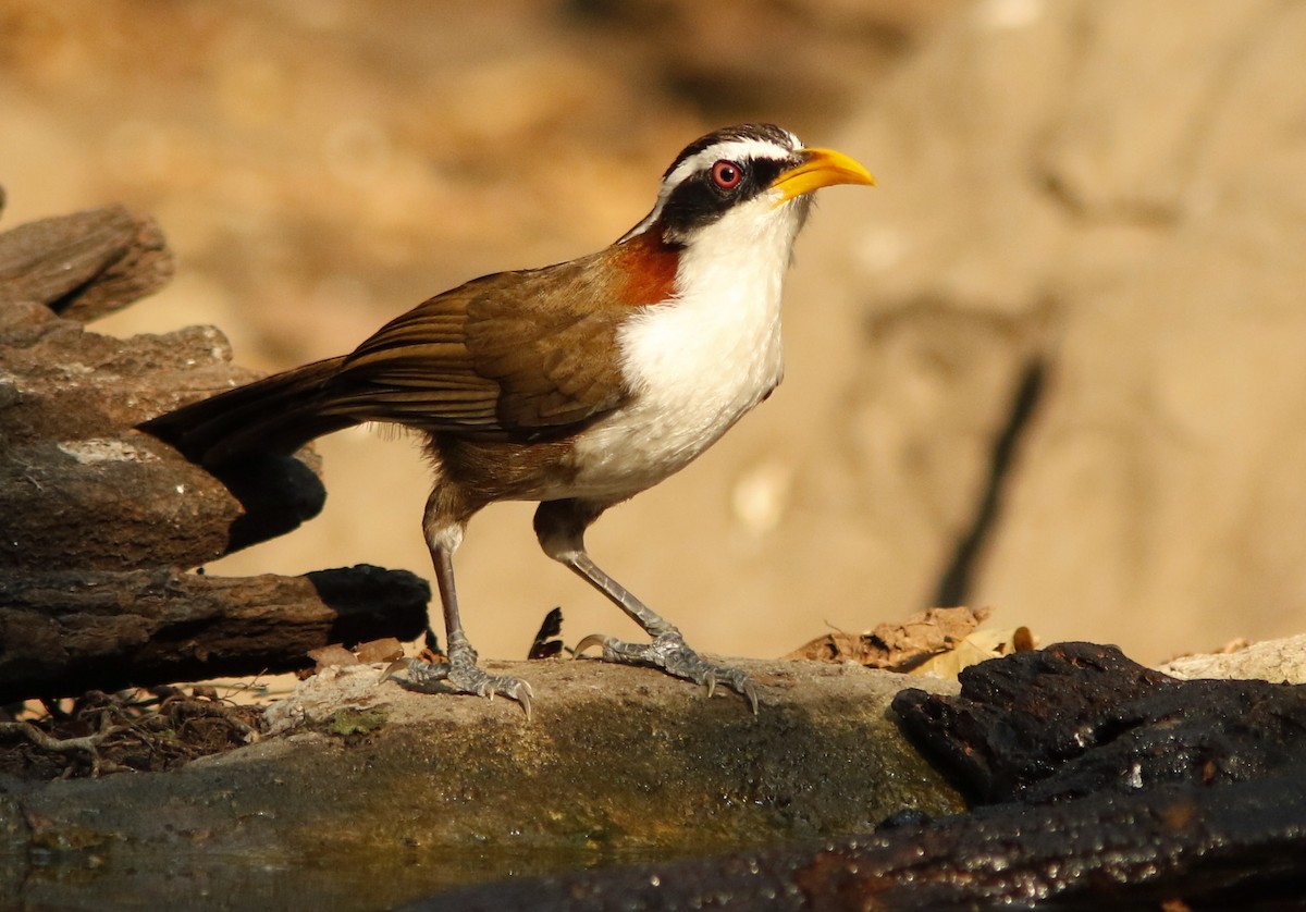 White-browed Scimitar-Babbler - ML644775336