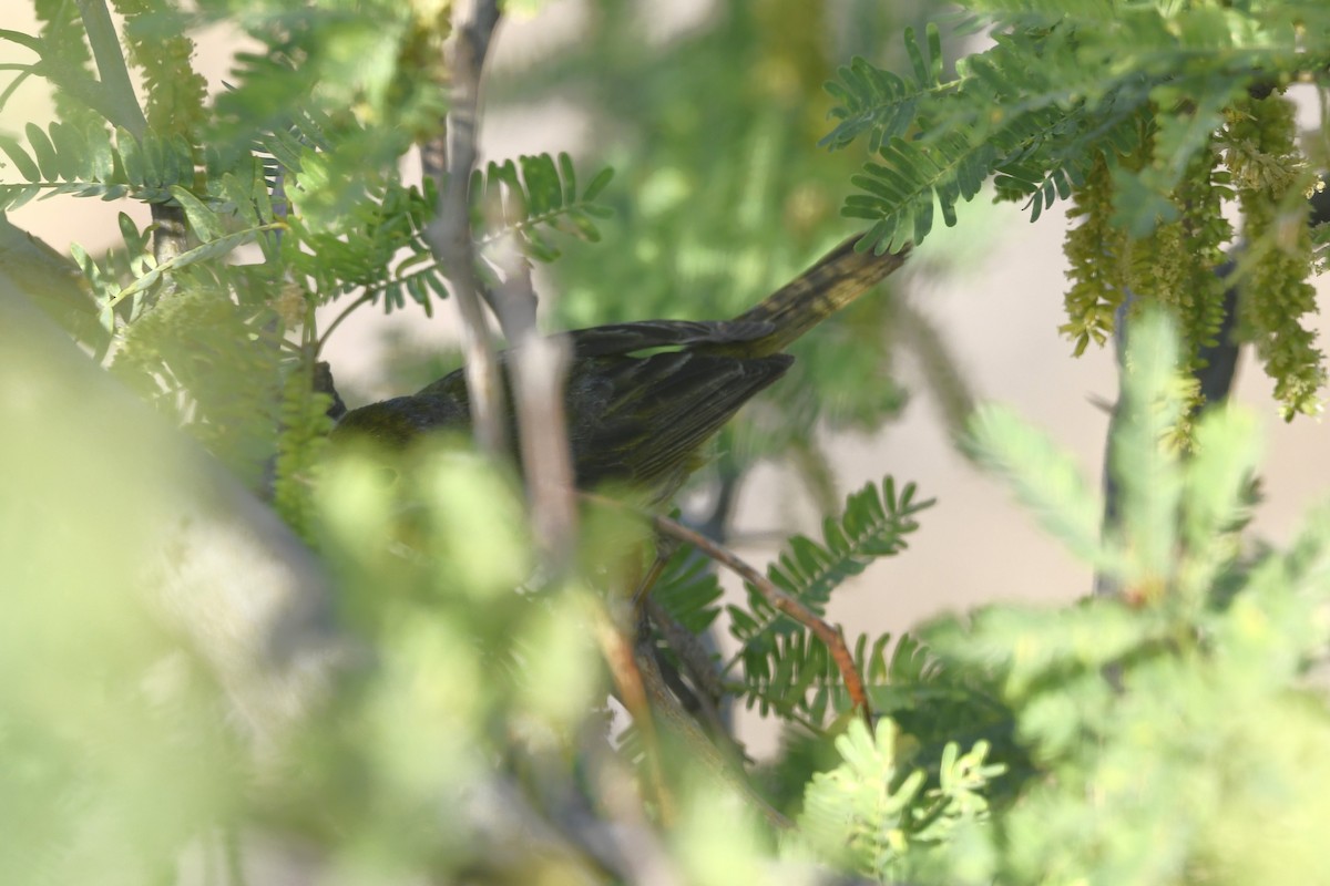 Northern/Mangrove Yellow Warbler - ML644775360