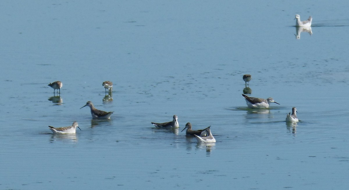 Wilson's Phalarope - ML644775361